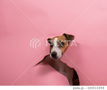 Funny dog jack russell terrier tore pink paper background.  104511959