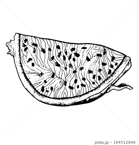 Vector pitaya dragon fruit slice in realistic detailed black white outline graphic illustration. Exotic tropical plant for textile, fabric Vector pitaya dragon fruit slice in realistic detailed black white outline graphic illustration. Exotic tropical plant for textile, fabric 104512040