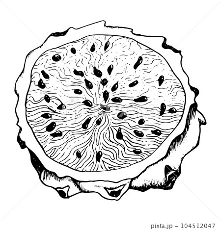 Round pitaya dragon fruit slice with seeds in detailed black white outline style illustration. Exotic tropical plant for textile, fabric, print, menu, digital design 104512047