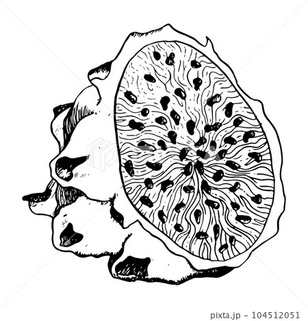 Half pitaya dragon fruit slice with seeds in detailed realistic black white outline style illustration. Exotic tropical plant for textile, fabric, print, menu, digital design 104512051