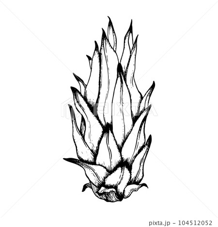 Vector whole pitaya young dargon fruit with leaves black and white line sketch illustration. Vector pitahaya ink line drawing of exotic tropical plant 104512052