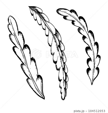 Cactus leaves vector graphic illustration set in black white outline sketch of exotic tropical pitaya dragon fruit plant 104512053