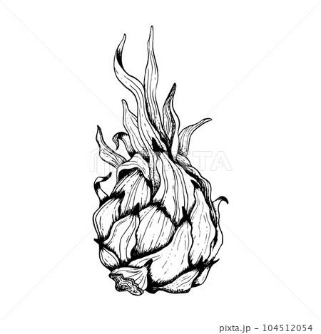 Whole pitaya dargon fruit with leaves black and white line sketch illustration. Vector pitahaya ink line drawing of exotic tropical plant 104512054