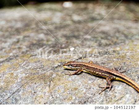 初夏の景色 カナヘビの可愛く面白い姿 初夏の景色 カナヘビの可愛く面白い姿 104512197