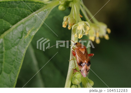 生き物　昆虫　ツマグロハギカスミカメ、前翅の革質部先端の暗色と後脚体節の赤色が目立ちます 104512283