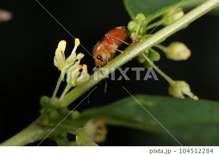 生き物　昆虫　ツマグロハギカスミカメ、六月。雑木林林縁のヒトツバハギで 104512284