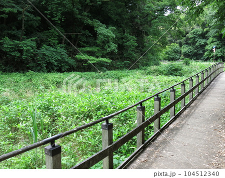 川崎市の生田緑地にあるホタルの里(6月/昼間) 川崎市の生田緑地にあるホタルの里(6月/昼間) 104512340
