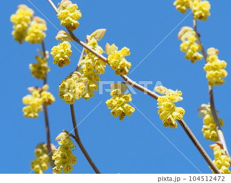 トサミズキの花 トサミズキの花 104512472