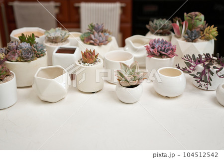 Echeveria Succulent house plant in a pot and other potted house plants on a table 104512542
