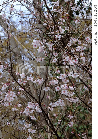雑木林のヤブザクラ咲く　【相模原市津久井　3月】 104513208