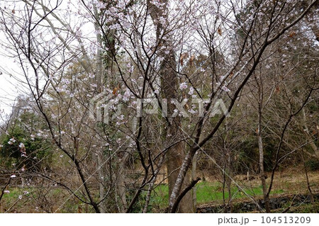 雑木林のヤブザクラ咲く　【相模原市津久井　3月】 104513209