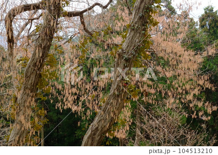 アカシデの花芽　【相模原市津久井　3月】 104513210