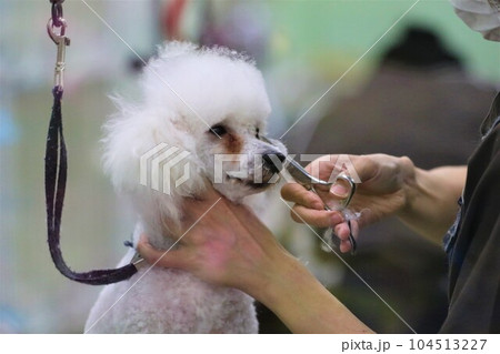 可愛くトリミングして貰ってるトイプードルのベイリーくん♡ 104513227