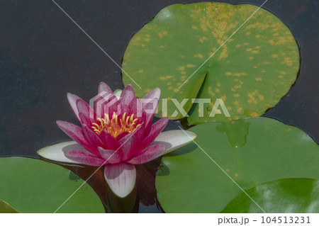蓮の花 104513231