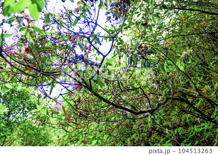 【香川】初夏の大島　散策路から見上げた鮮やかな新緑 104513263