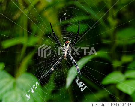 チュウガタコガネグモの巣 104513442