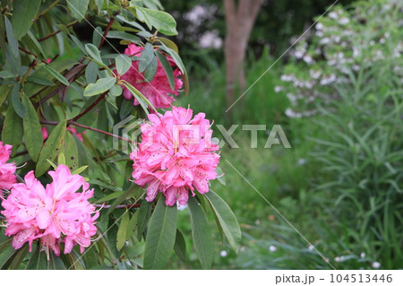 練馬区立平成つつじ公園のシャクナゲの花 104513446