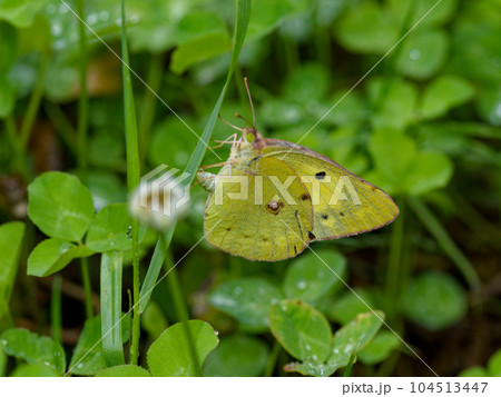 シロチョウ科モンキチョウの産卵行動 104513447