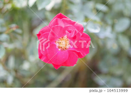 Beautiful red roses flower in the garden Beautiful red roses flower in the garden 104513999