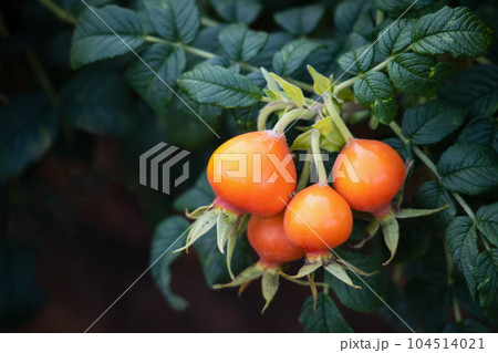 Wild rose hip in organic garden Wild rose hip in organic garden 104514021
