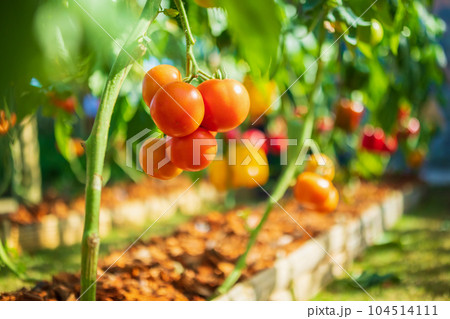 Fresh red ripe tomatoes hanging on the vine plant growing in organic garden 104514111
