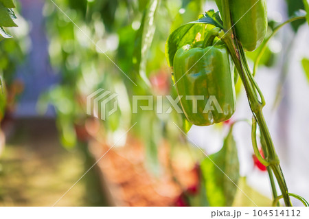Green bell pepper plant growing in organic garden 104514112