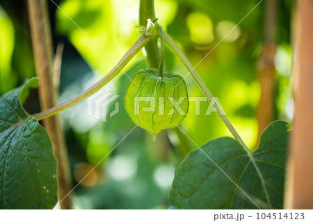 Fresh Cape Gooseberry (Physalis peruviana) on tree branch 104514123