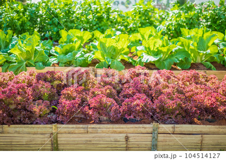 Fresh Lollo Rossa red leaves lettuce salad plant in organic farm 104514127