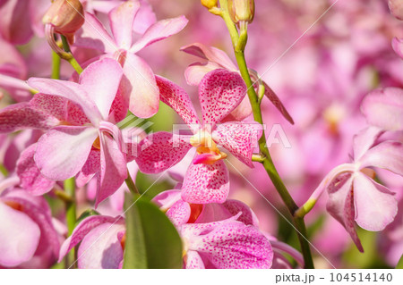 Beautiful vanda orchid flower blooming in garden floral background 104514140