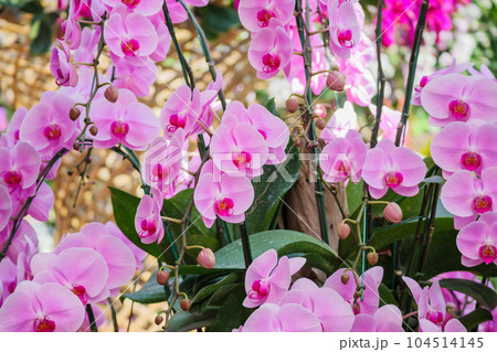 Beautiful Phalaenopsis Orchid flower blooming in garden floral background 104514145