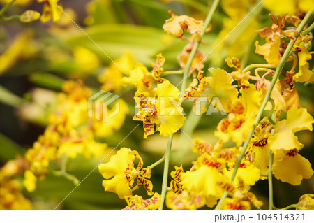 Beautiful Orchid flower blooming in garden floral background 104514321