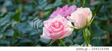 Beautiful colorful pink roses flower in the garden 104514396