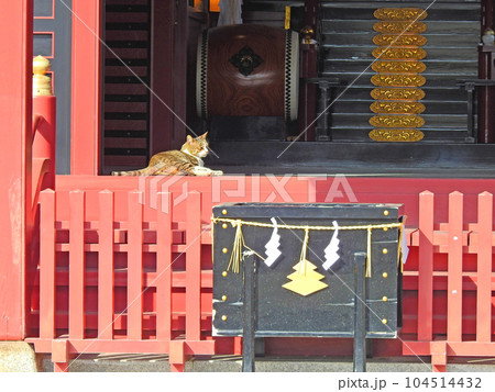 北九州市小倉北区にある篠崎八幡神社で休む猫 104514432