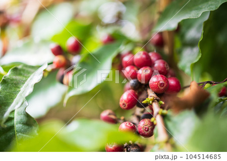 Fresh coffee beans on tree branches Fresh coffee beans on tree branches 104514685