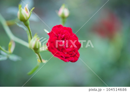 Beautiful red roses flower in the garden Beautiful red roses flower in the garden 104514686