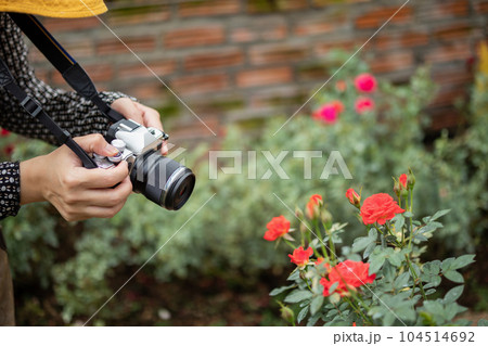 woman photographer with camera taking photograph in rose garden woman photographer with camera taking photograph in rose garden 104514692