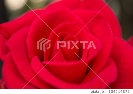 Beautiful red roses flower close up background 104514875