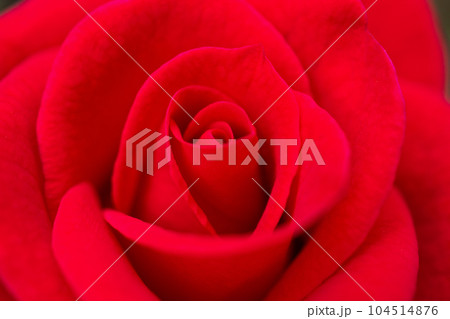 Beautiful red roses flower close up background 104514876