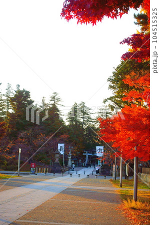 松が岬公園 紅葉 黄葉 松が岬公園 紅葉 黄葉 104515325