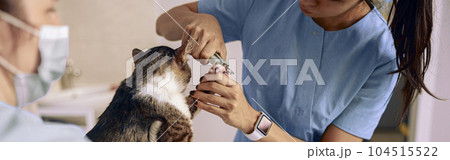 Asian veterinarian in blue uniform cuts cat claws while nurse holds pet in clinic 104515522
