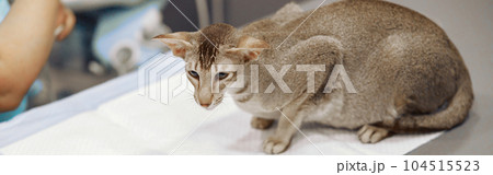 Grey short haired cat sits on table covered with disposable underpad in veterinary clinic office 104515523