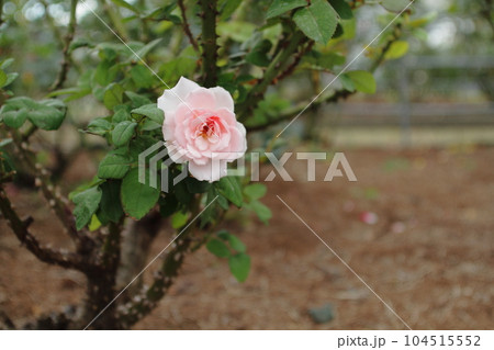 荒尾市　おもやい市民花壇　バラの花、 104515552