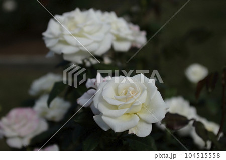 荒尾市　おもやい市民花壇　バラの花、 104515558