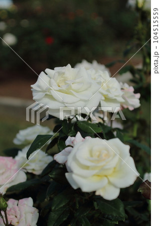 荒尾市　おもやい市民花壇　バラの花、 104515559