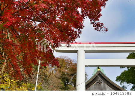 鎌倉宮の美しい紅葉と白い鳥居（神奈川県鎌倉市） 104515598