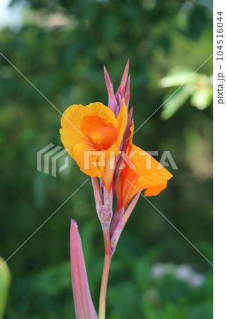 夏の庭に咲くオレンジ色のカンナの花の写真素材 [104516044] - PIXTA