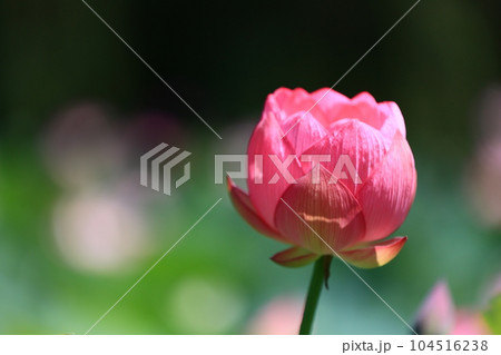 蓮の花 蓮の花 104516238