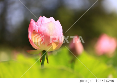 蓮の花 104516246
