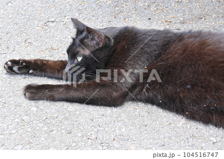 道端で横になる黒猫 104516747