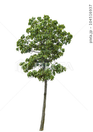 tree isolated from the background tree isolated from the background 104516937